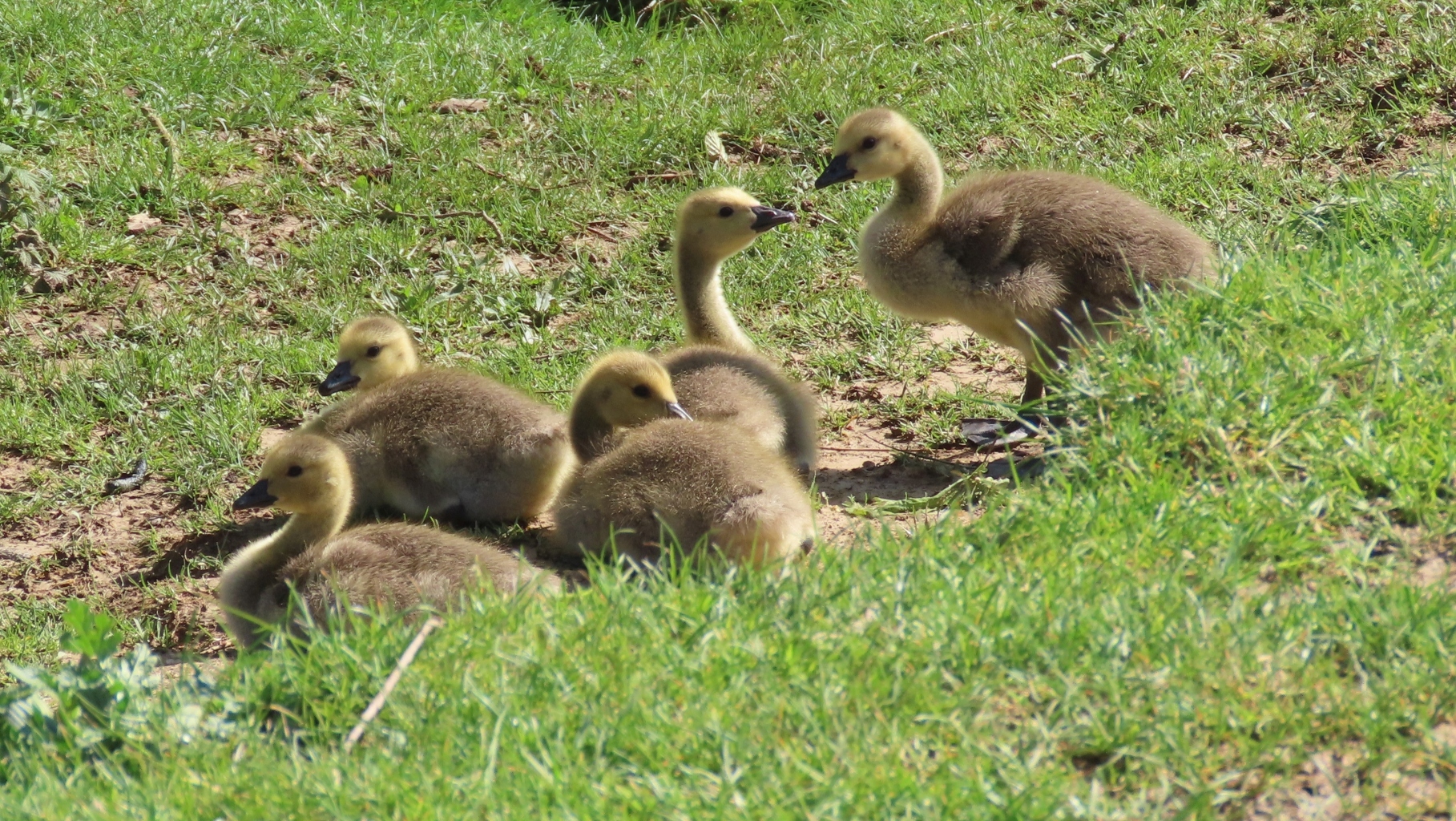 Canada-goslings